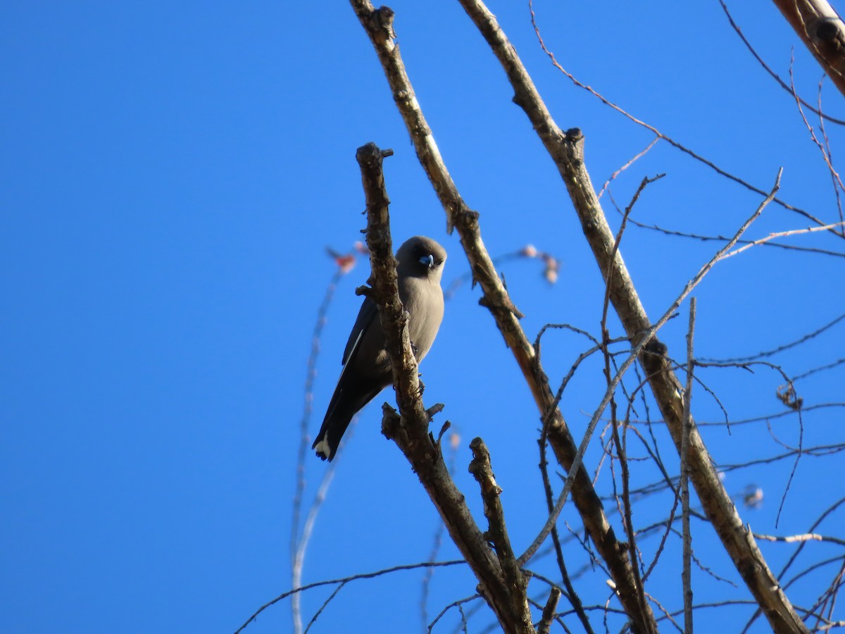 ウスズミモリツバメ - ML638664014