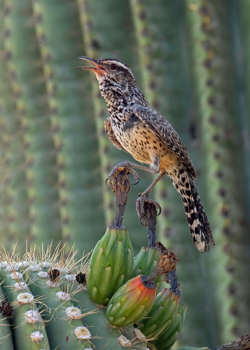 Cactus Wren (brunneicapillus Group) - ML638664016