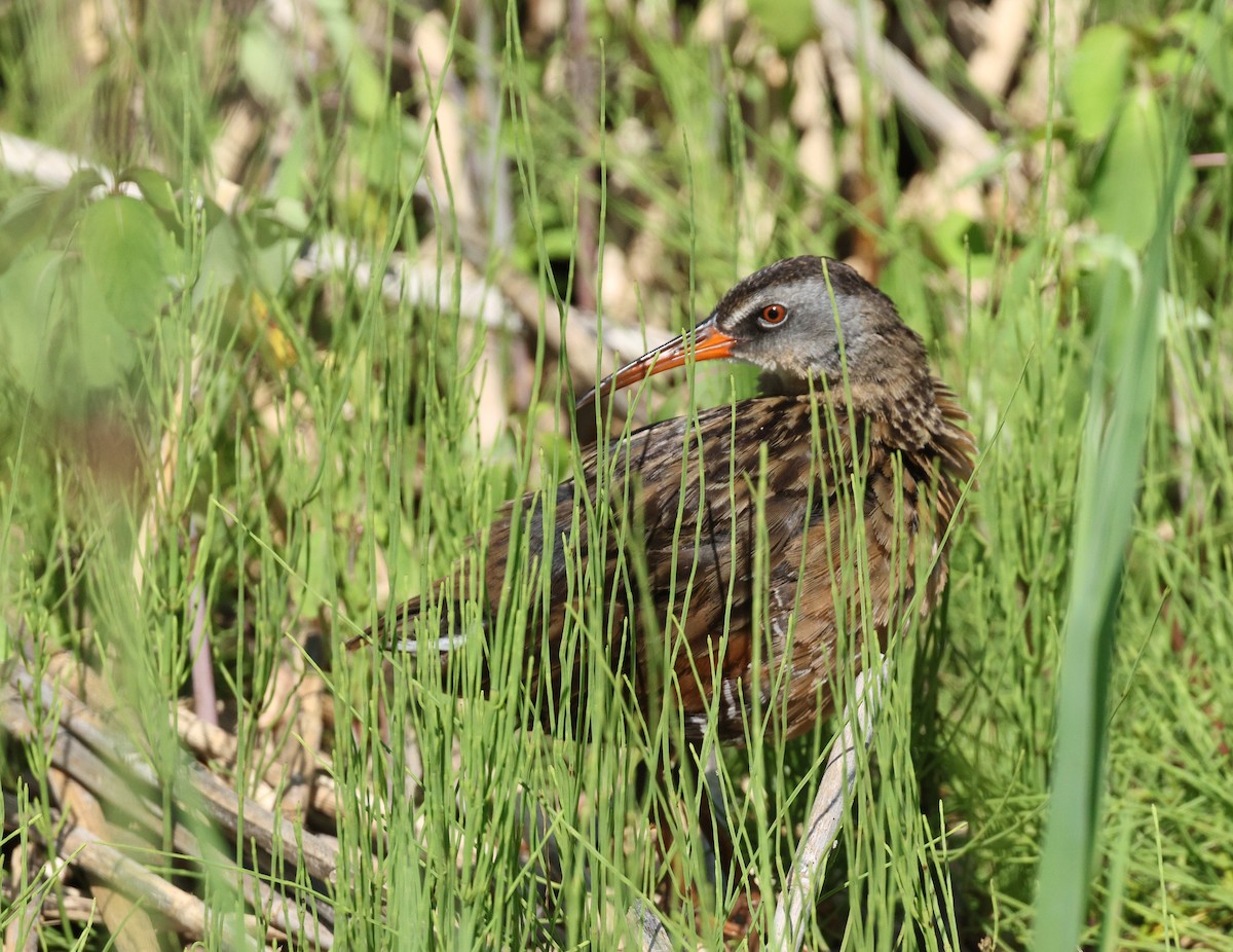 Virginia Rail - ML638664019