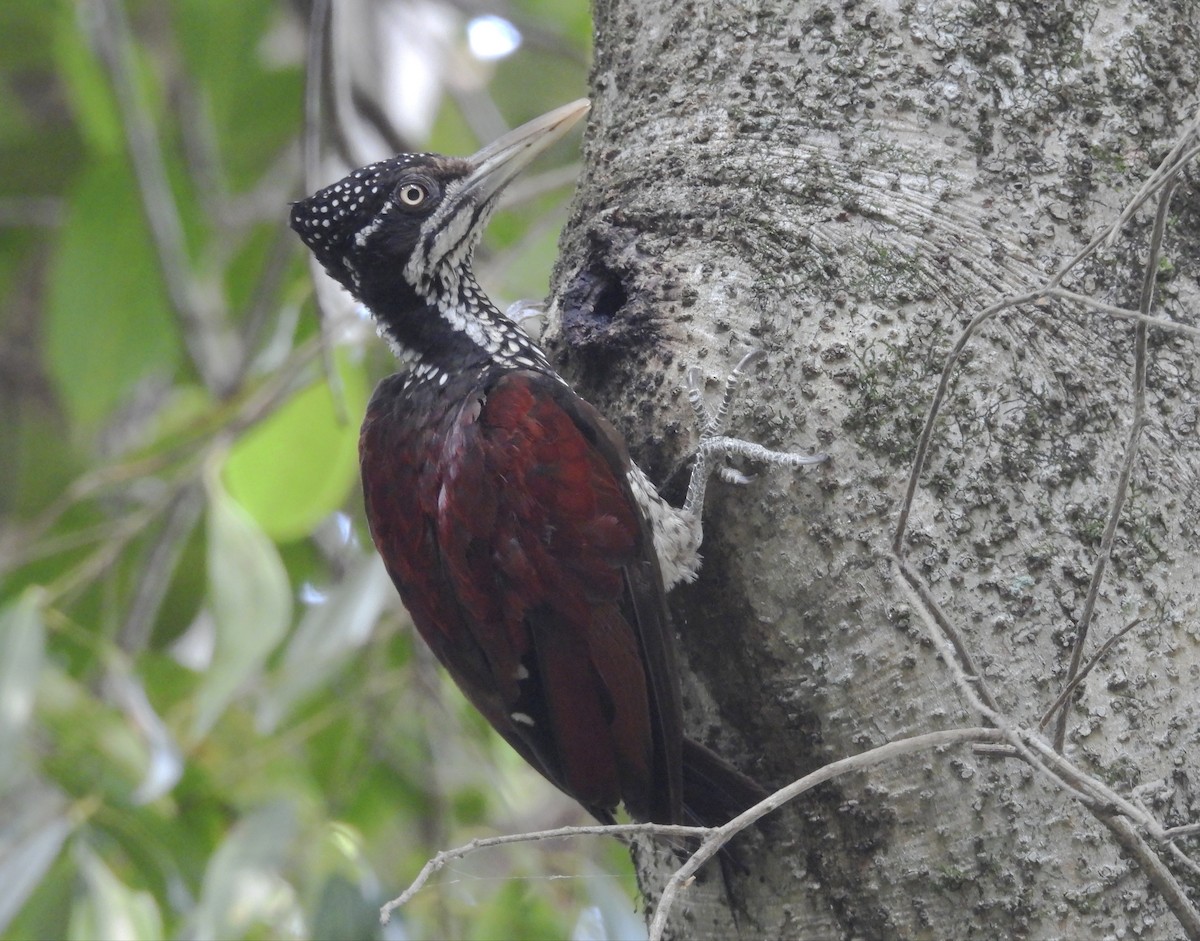 Crimson-backed Flameback - ML638664061