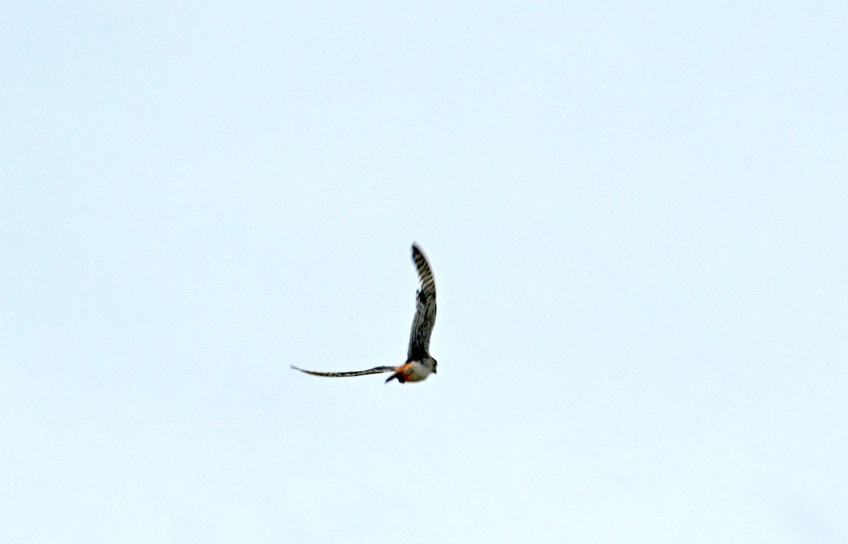 American Kestrel - ML638664065