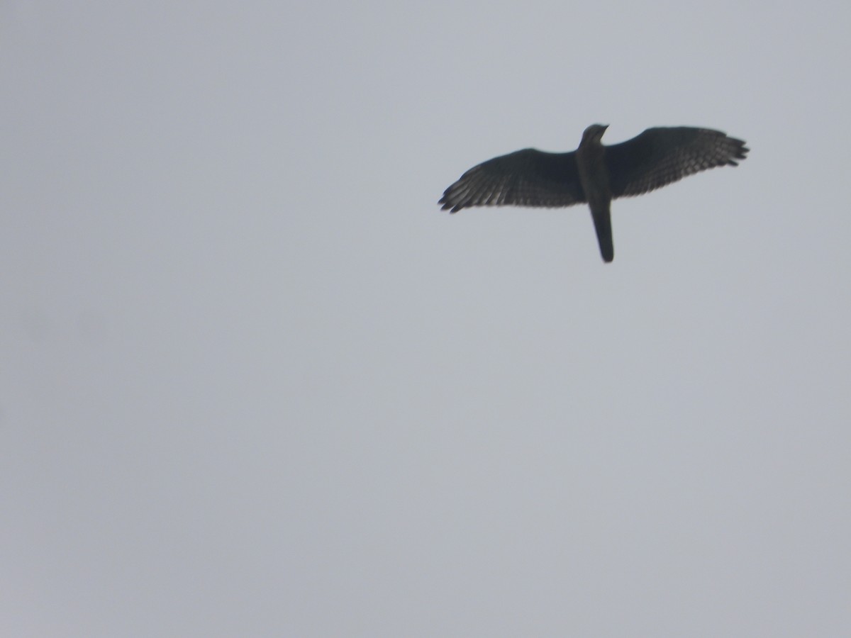 White-eyed Buzzard - ML638664067