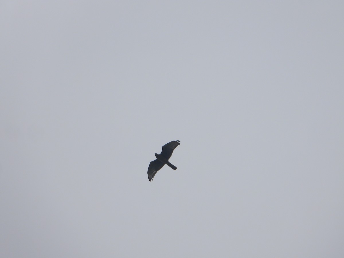 White-eyed Buzzard - ML638664069