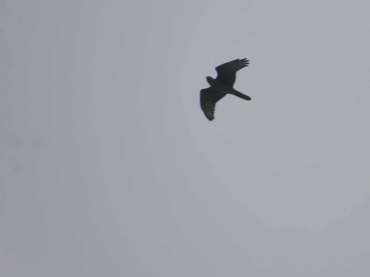 White-eyed Buzzard - ML638664071