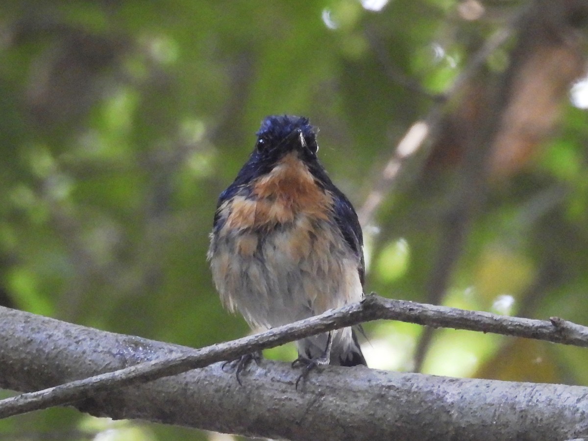 Tickell's Blue Flycatcher - ML638664073