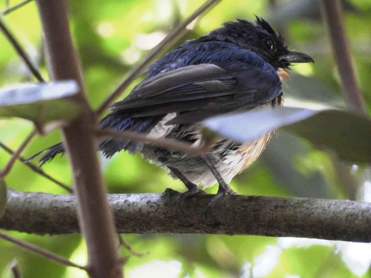 Tickell's Blue Flycatcher - ML638664074