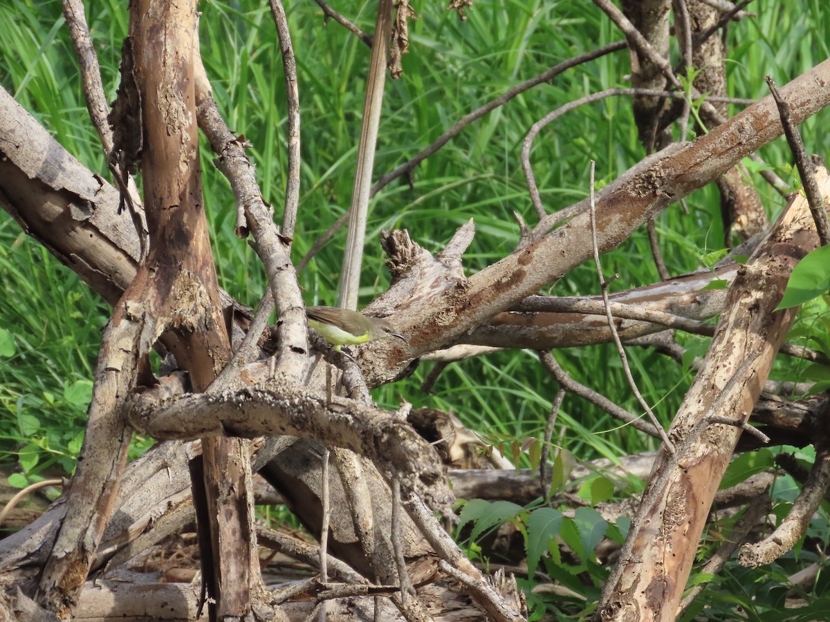 Common Tailorbird - ML638664075