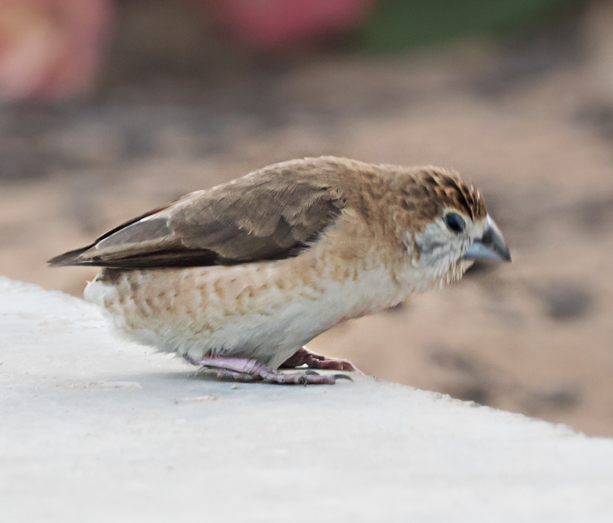 Indian Silverbill - ML638664076