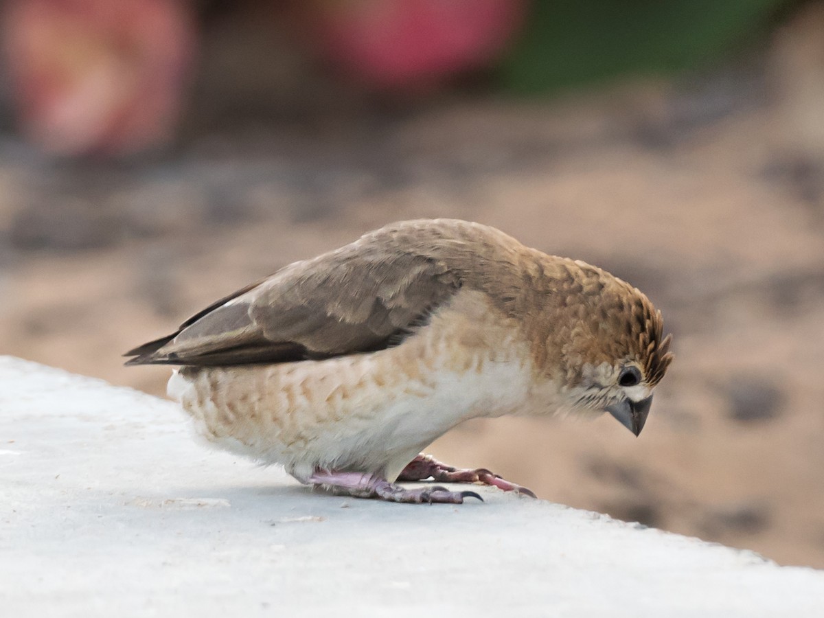 Indian Silverbill - ML638664077