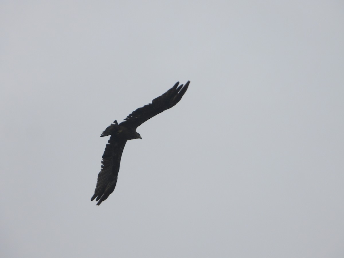 Black Kite - ML638664081