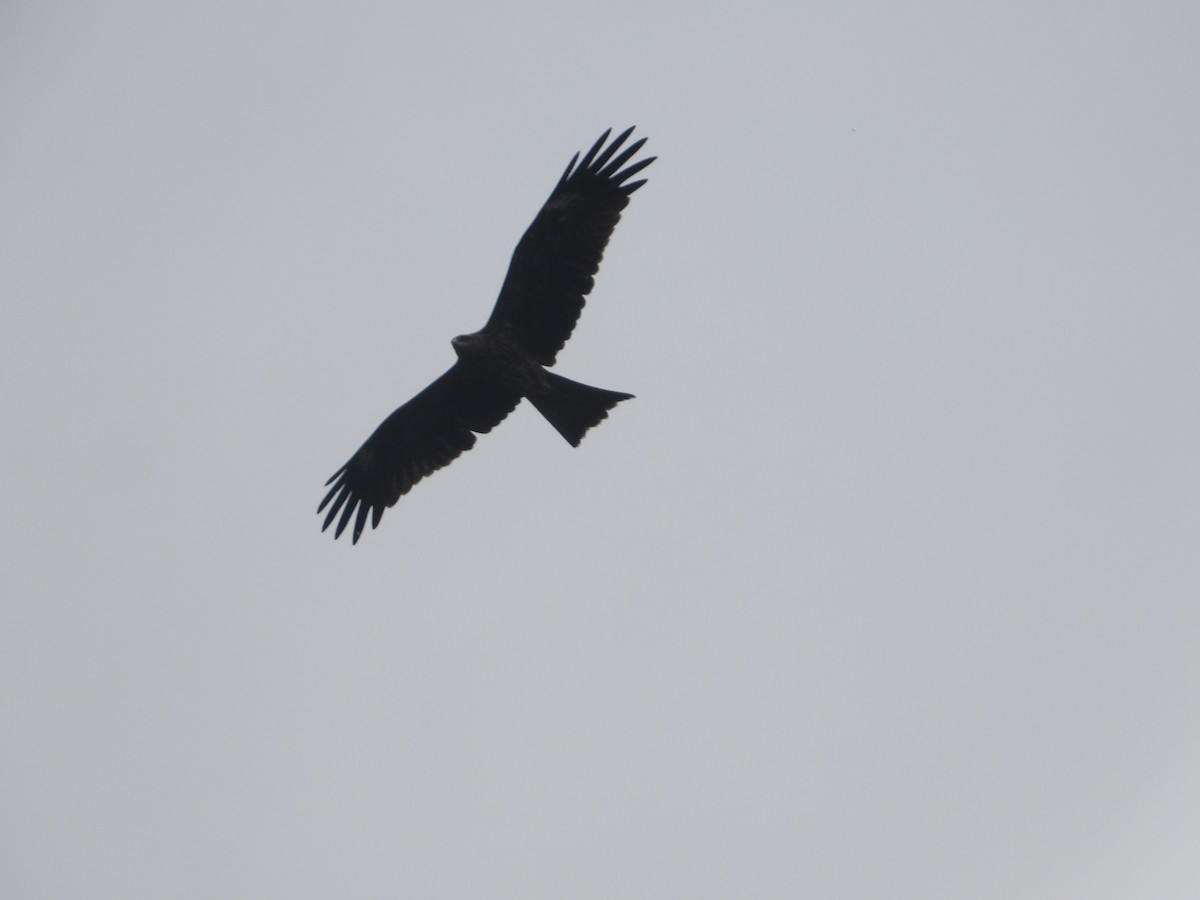 Black Kite - ML638664082