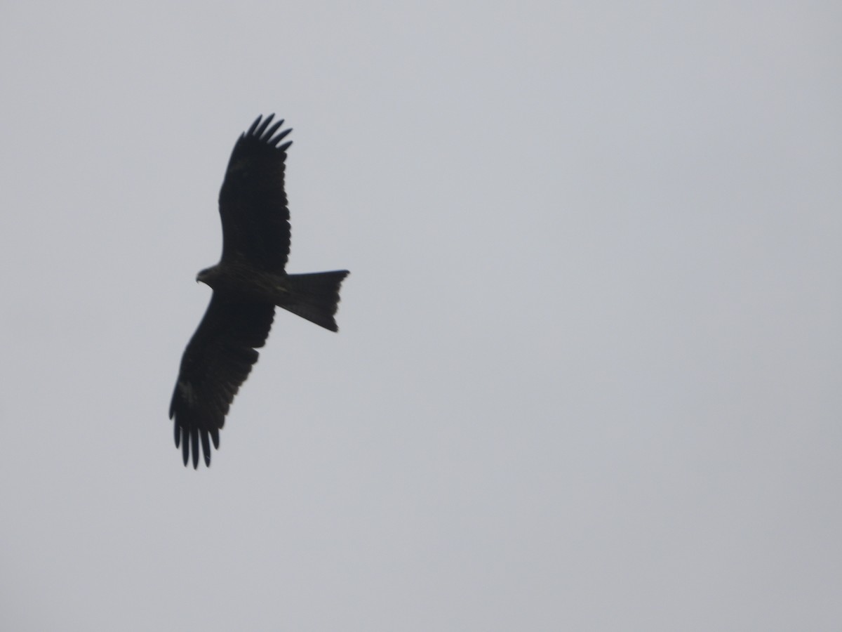 Black Kite - ML638664083