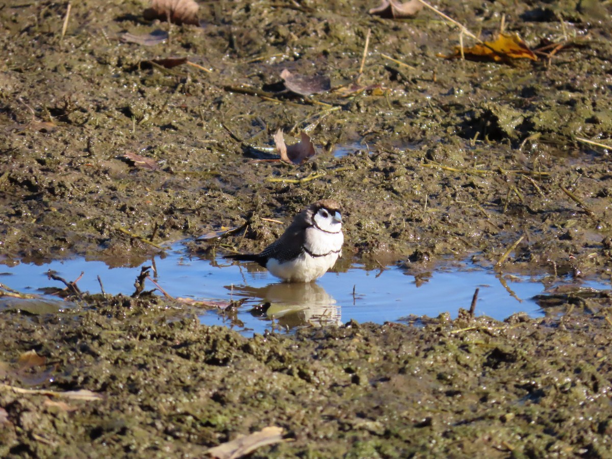 Double-barred Finch - ML638664088