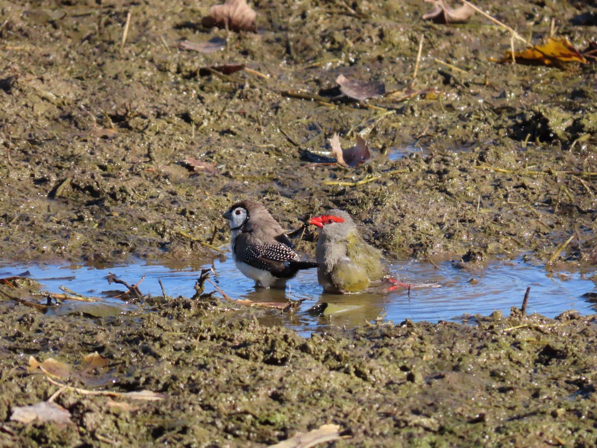 Double-barred Finch - ML638664090