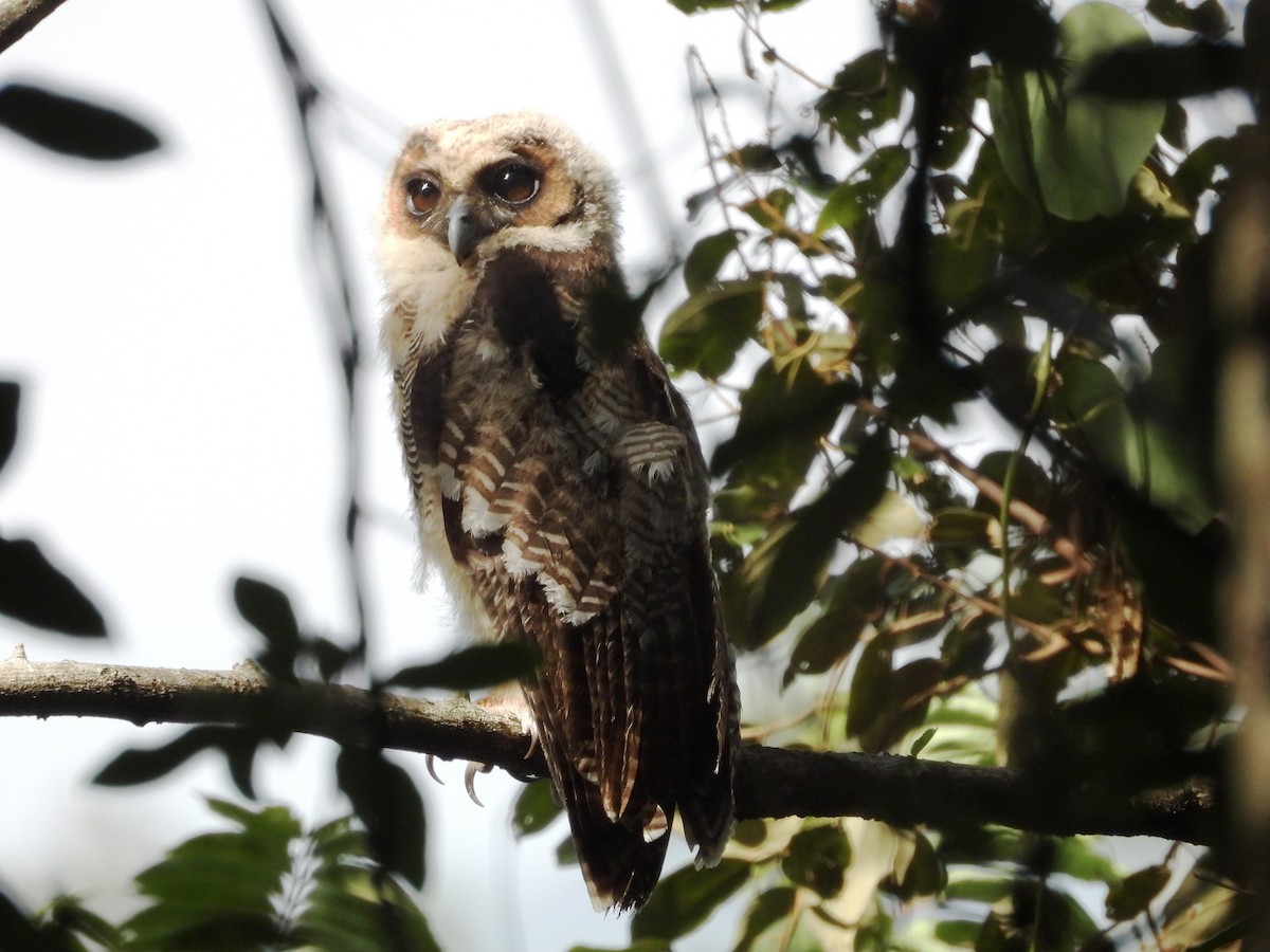 Brown Wood-Owl - ML638664091