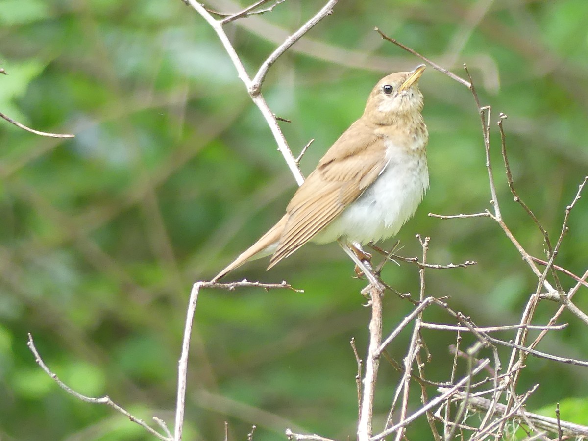 Veery - ML638664094