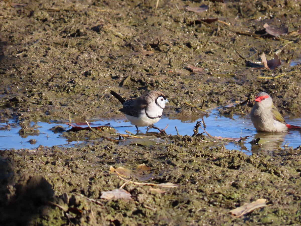 Red-browed Firetail - ML638664095