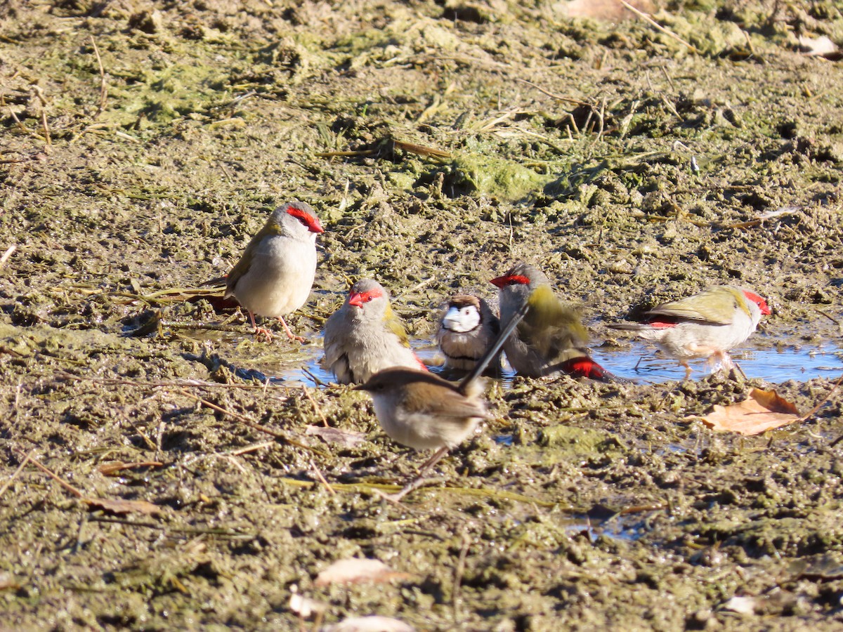 Red-browed Firetail - ML638664096
