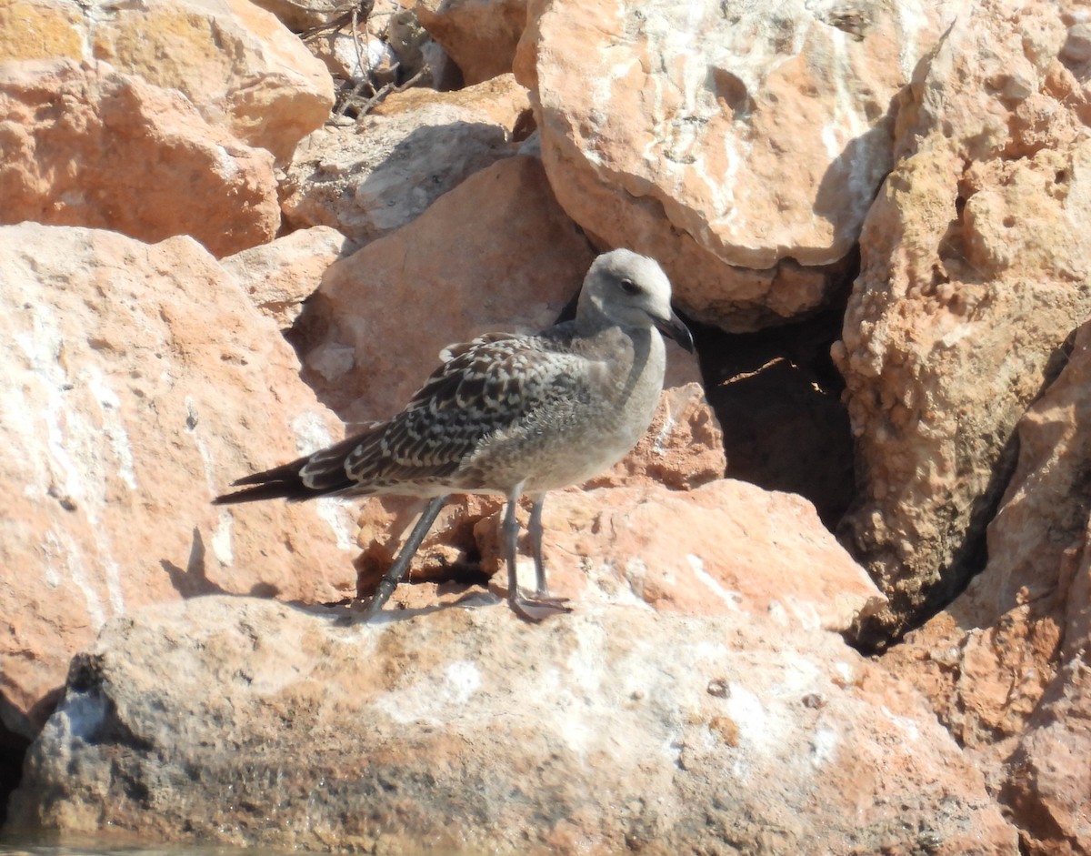 Audouin's Gull - ML638664098