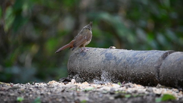 Penan Bulbul - ML638664148