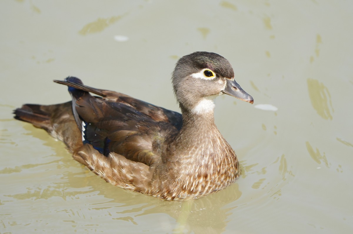 Wood Duck - ML638664157