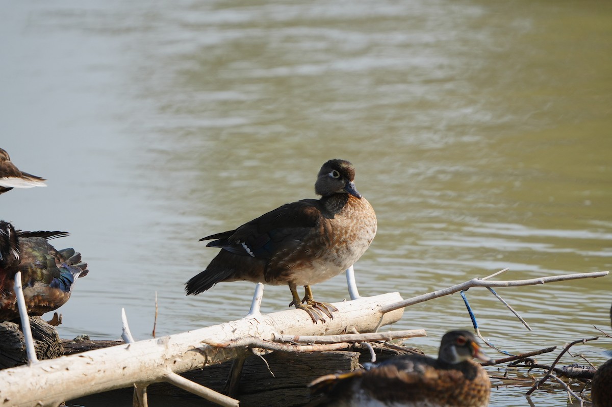 Wood Duck - ML638664163