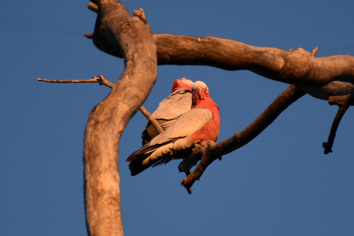 Galah - ML638664169