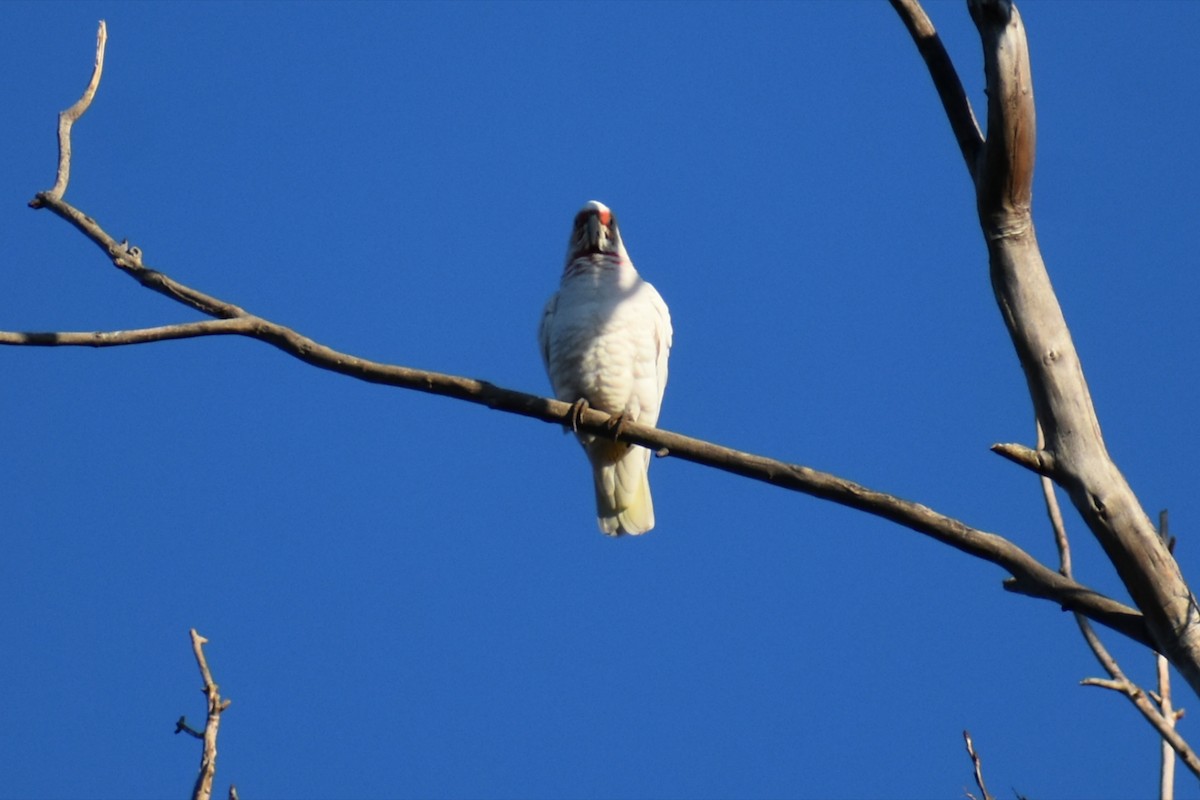 Long-billed Corella - ML638664171