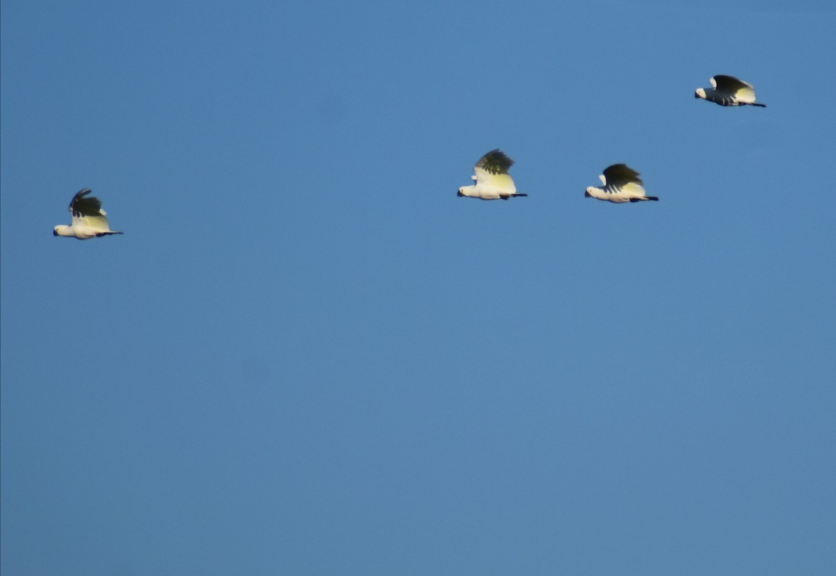 Sulphur-crested Cockatoo - ML638664172