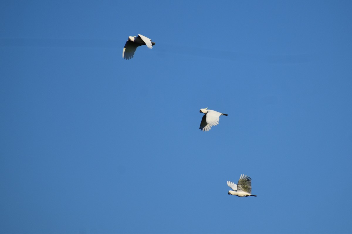 Sulphur-crested Cockatoo - ML638664173