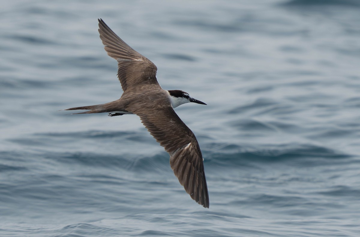 Bridled Tern - ML638664175