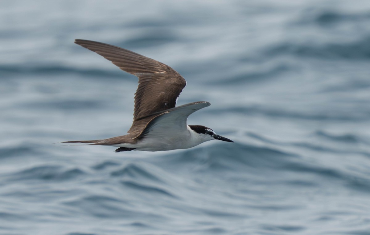 Bridled Tern - ML638664176