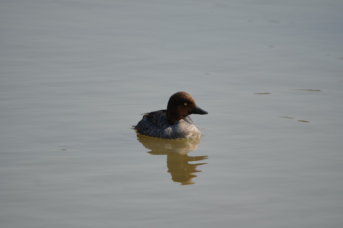 Common Goldeneye - ML638664177