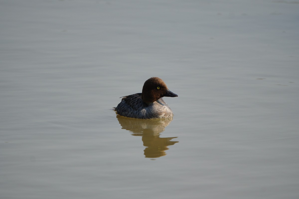Common Goldeneye - ML638664178