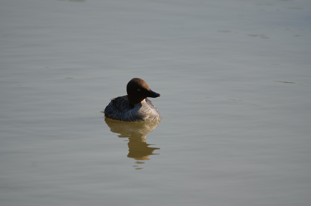 Common Goldeneye - ML638664179