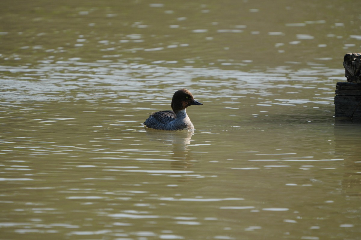 Common Goldeneye - ML638664180