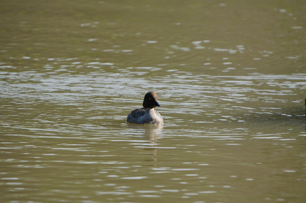 Common Goldeneye - ML638664181