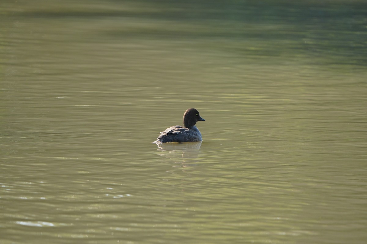 Common Goldeneye - ML638664182