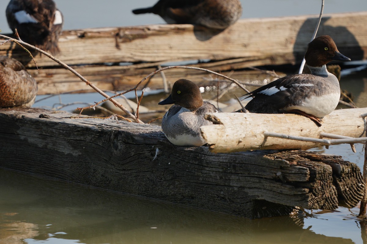 Common Goldeneye - ML638664183