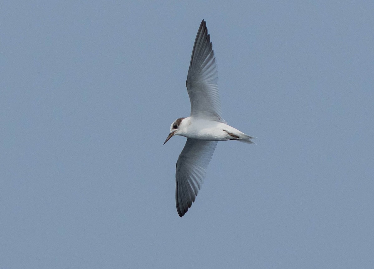Saunders's Tern - ML638664185