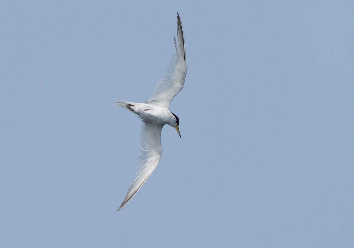 Saunders's Tern - ML638664186