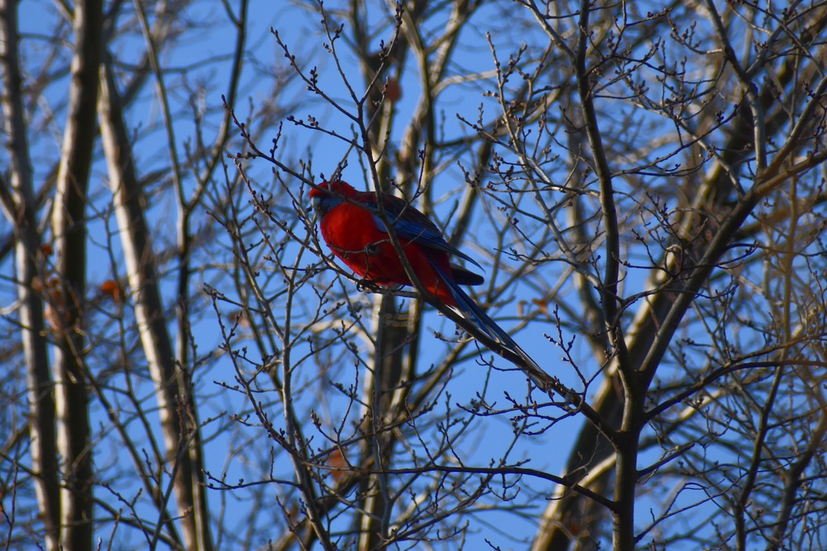 Crimson Rosella - ML638664187