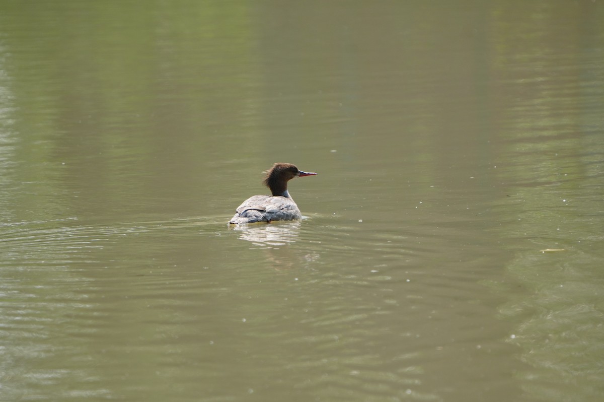 Common Merganser - ML638664189
