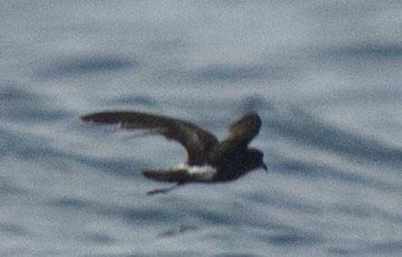 Wilson's Storm-Petrel - ML638664190