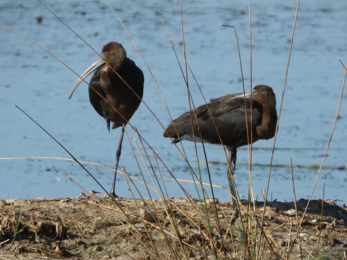 Glossy Ibis - ML638664191