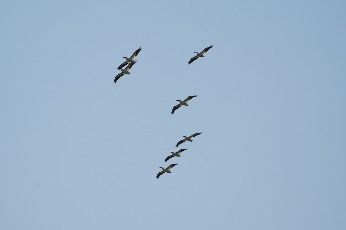 American White Pelican - ML638664193