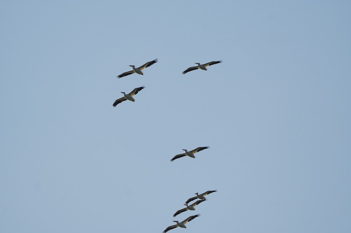 American White Pelican - ML638664194