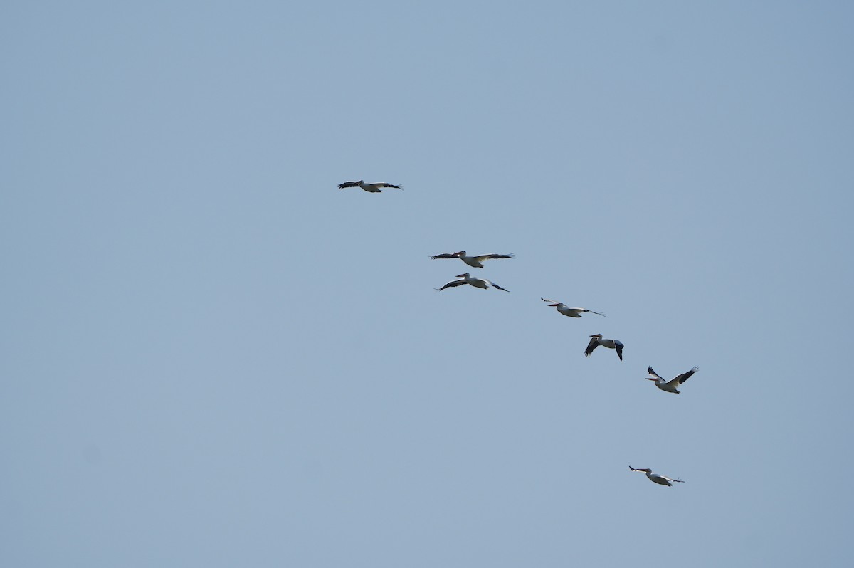American White Pelican - ML638664196