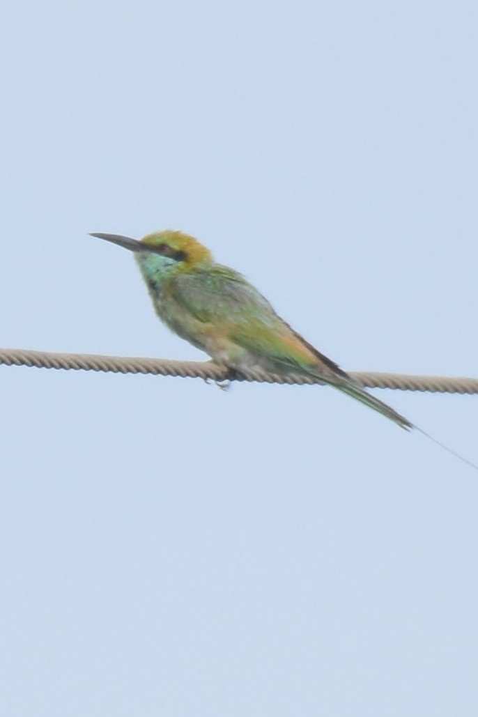 Asian Green Bee-eater - ML638664216