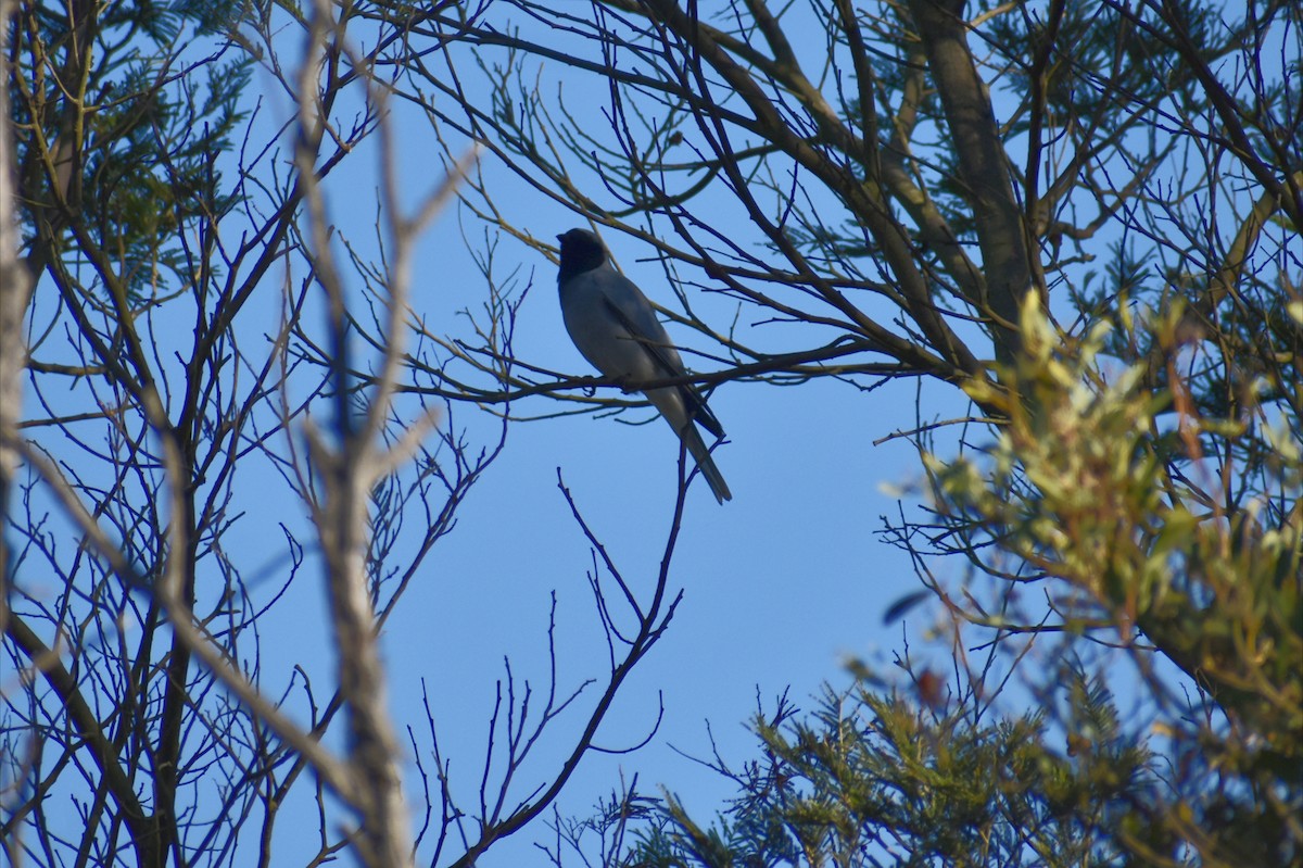 Black-faced Cuckooshrike - ML638664217